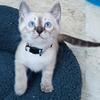 Snow Lynx bengal female kitten for sale in Florida 