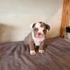 Olde English Bulldogge Puppies! 