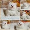 TICA Ragdoll Kittens for adoption