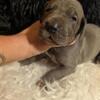 Akc euro great danes  sissy litter. Tp carriers possible