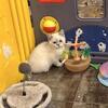 TICA Reg. Scottish  “Straight” Blue Point Male