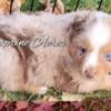 Mini Aussie Red Merle Male