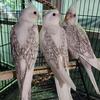 Whiteface Pearl Cockatiels