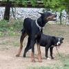 Puppy’s coming soon