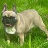Akc female frenchie 