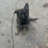 AKC registered Long coat German shepherd puppies