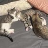Kittens 