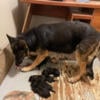 Purebred German Shepherd Pups (AKC Papers)