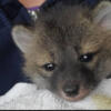 Grey Fox Pups Born Now
