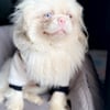 Albino Pekingese