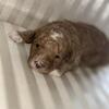 Cavapoo puppies