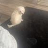 11 week Maltipoo Female For Sale