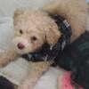 Toy Poodle Male AKC