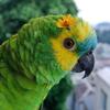 Blue fronted Amazon (Female)