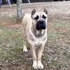 ICCF Cane Corso Puppies – Expected Litter | Reserve Now