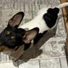 Full bred Rat Terrier 200.00