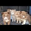 Pure Bred Siberian Husky Puppies