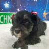 AKC Chloe - Black & Silver Female Miniature Schnauzer Puppy