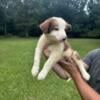 ABCA Registered Border Collie Red and White Male Puppy