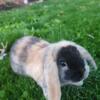 Mini Lop Bunny For Sale