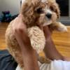 Charlotte's Miniature Cavapoo puppies