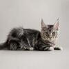 Large size Maine Coon boy 4 months old
