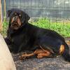 IMPORTED AKC Rottweiler STUD