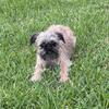 Brussels Griffon Puppies