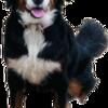 15 month old female Bernese mountain dog