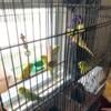 Green and Yellow Parakeets