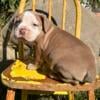 Olde English Bulldogge, girl