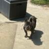 Adult Cocoa brindle male French bulldog