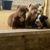 Bully puppies