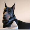 European Doberman STUD