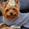 REAL Teacup Yorkies doll face