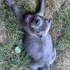 $750  Cane Corso puppies