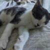 Free female black and white kitten