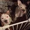 Bully pups