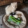 Tiny cream pomeranian boy pup