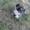 AKC Long Haired Corgi Pups- NW Arkansas