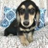 Black & cream long hair male Mini Dachshund