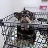 Female English bulldog