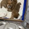 Playful Shiba Inu puppies for sale