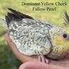 RARE Mutation Cockatiels