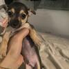 🐾 Chiweenie Pup Ready for Rehoming