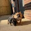 Adorable Pocket Bullies Available 
