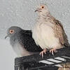 Diamond Doves;READ DESCRIPTION