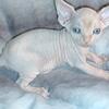 Available Sphynx and Bambino kittens.