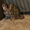 Bengal kittens for sale