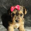 Girl Yorkie pup $1250 Ready for rehome 8.30